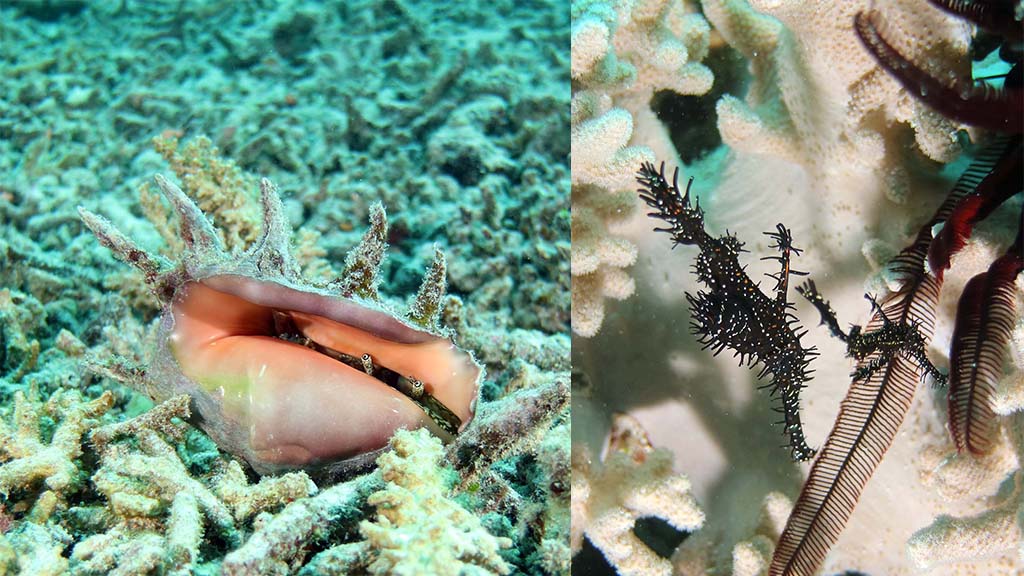 Challenger Bay dive site Ribbon Reefs