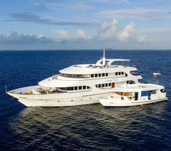 maldives shark tour Carpe diem liveaboard maldives with dhoni