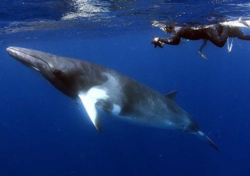 Spirit of freedom minke whale trips 2022