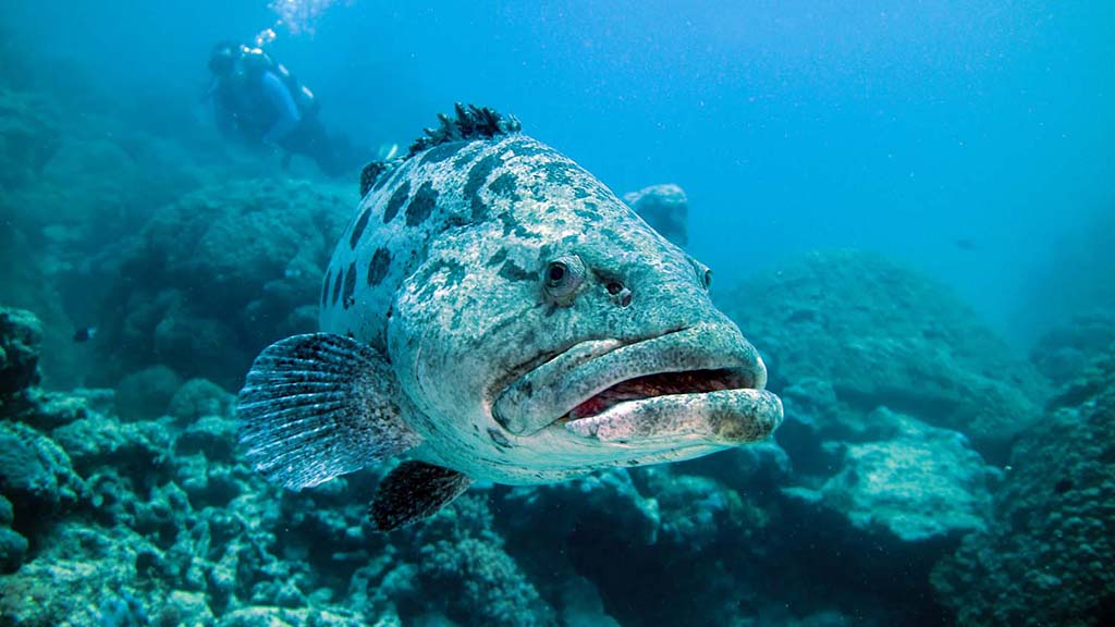 Potato Cod Ribbon Reefs