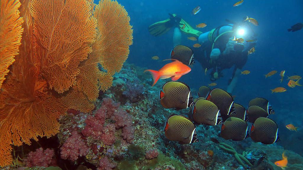 White collared butterflyfish with diver and anthias at ko tachai pinnacles diving the similans