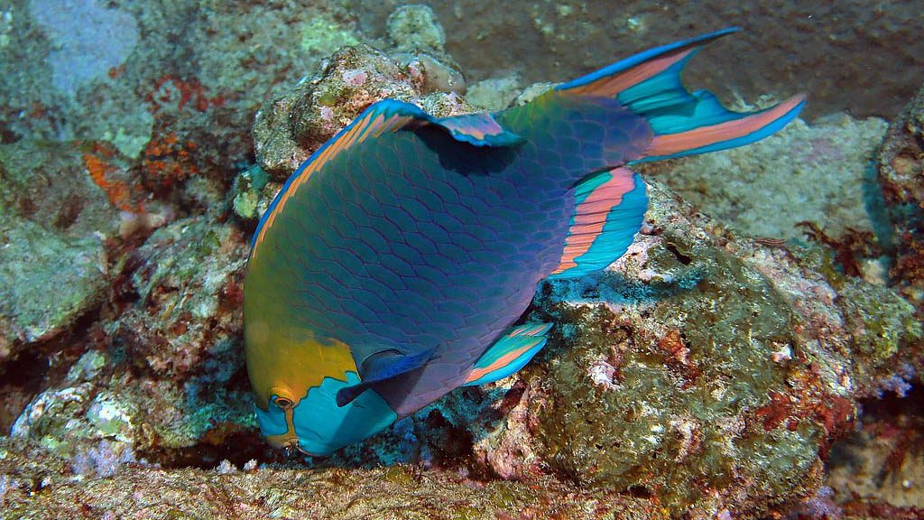 Green throated parrotfish at ko tachai pinnacles diving the similans