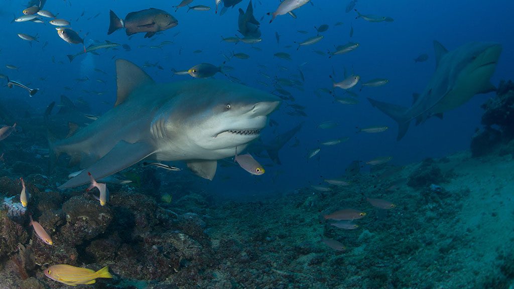 Large bull shark in Beqa Lagoon with Beqa Adventure Divers