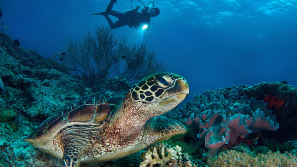 5 atmosphere resort dauin philippines turtle with diver