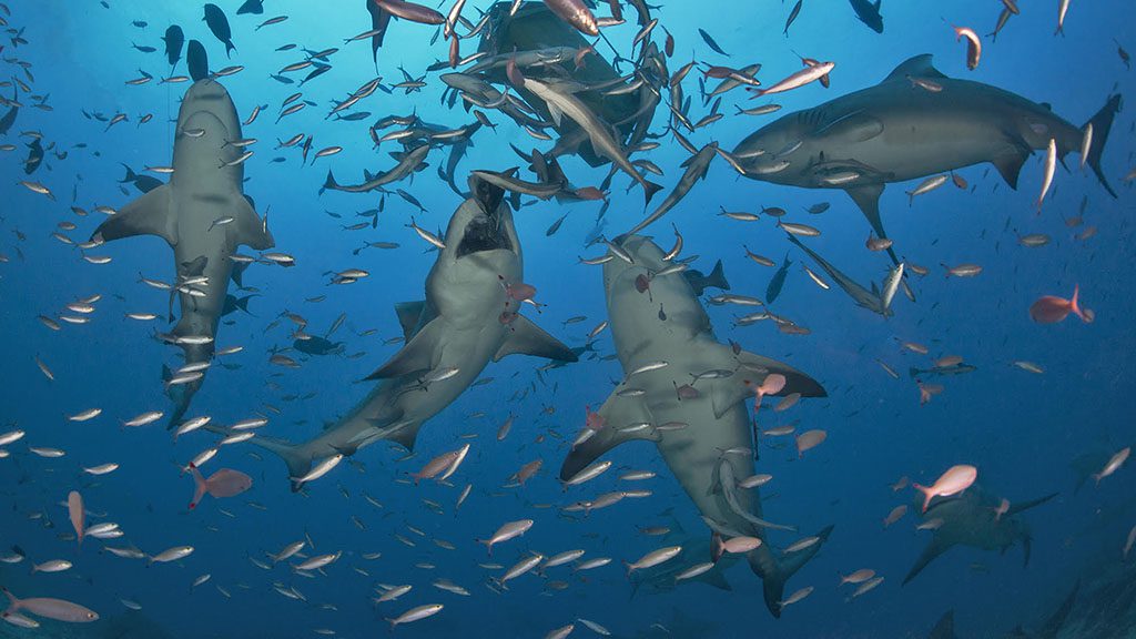 Bull sharks feast in Beqa Lagoon with Beqa Adventure Divers