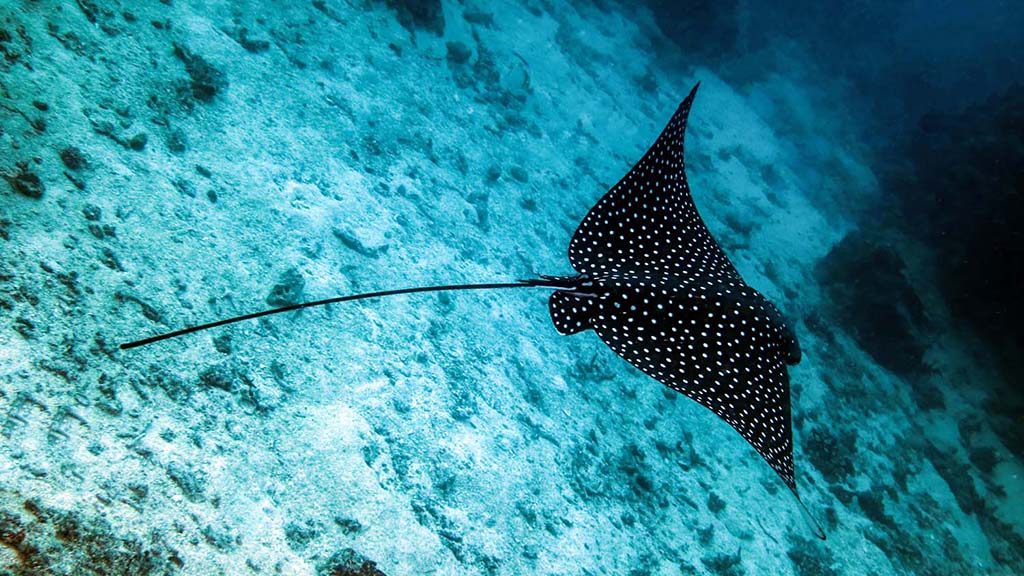 Eagle ray at Sane Pit