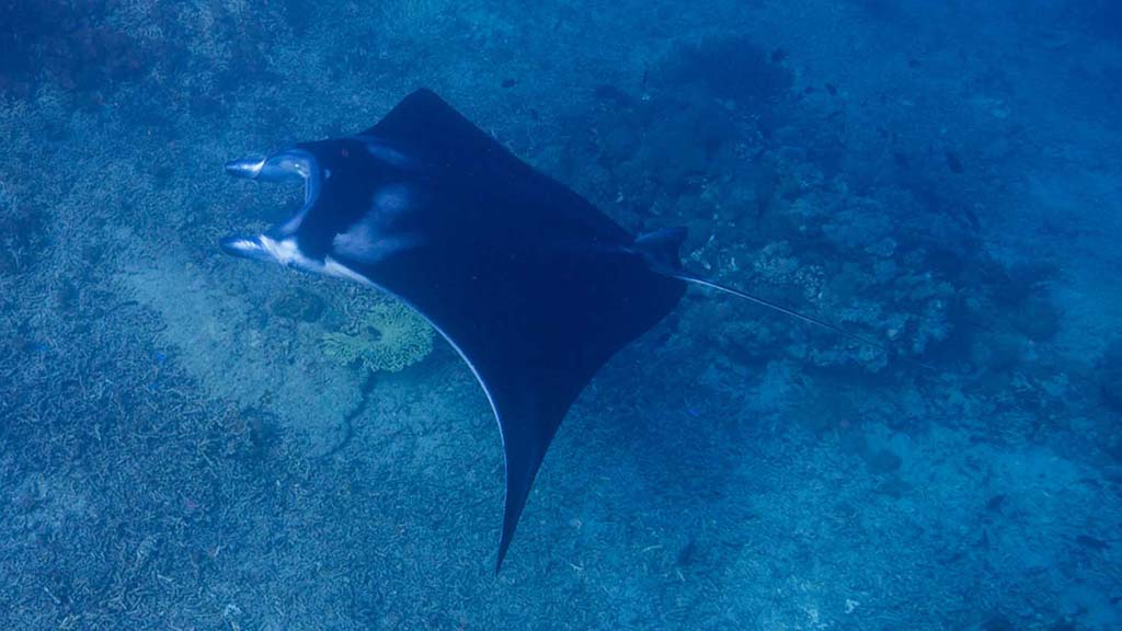 Dive komodo indonesia manta ray credit heather sutton