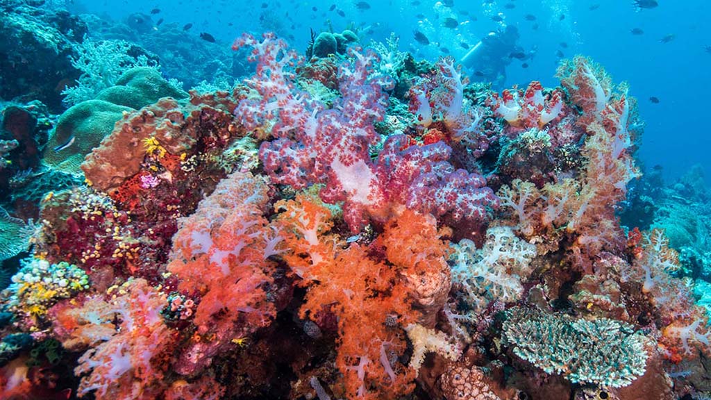 Dive komodo indonesia soft coral scene credit heather sutton