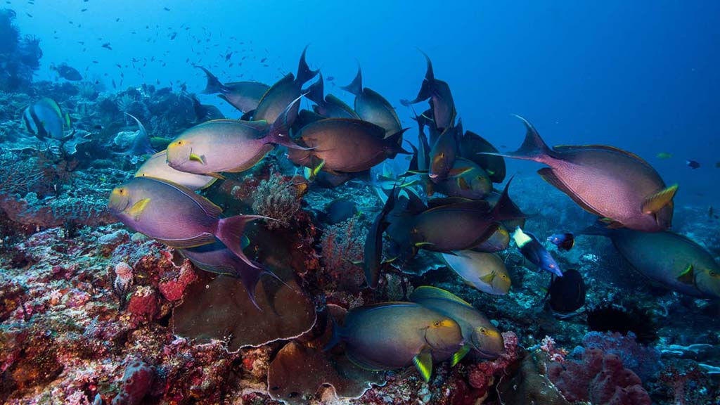 Dive komodo indonesia surgeon fish credit heather sutton