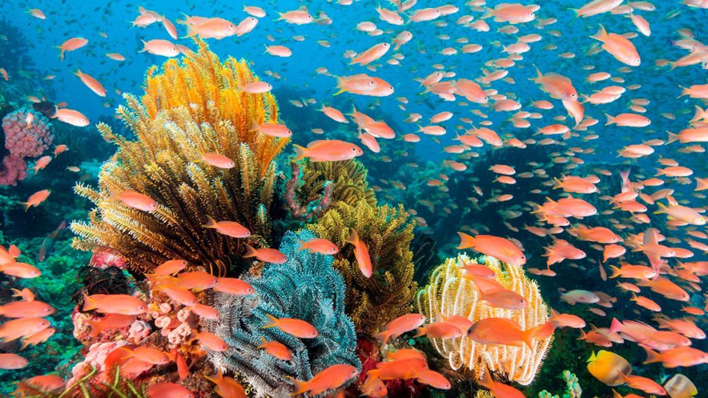 Reef scenic at wakatobi