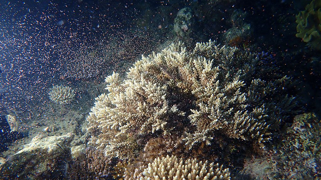 Sex on the reef: 2020 ends with a bang on the great barrier reef