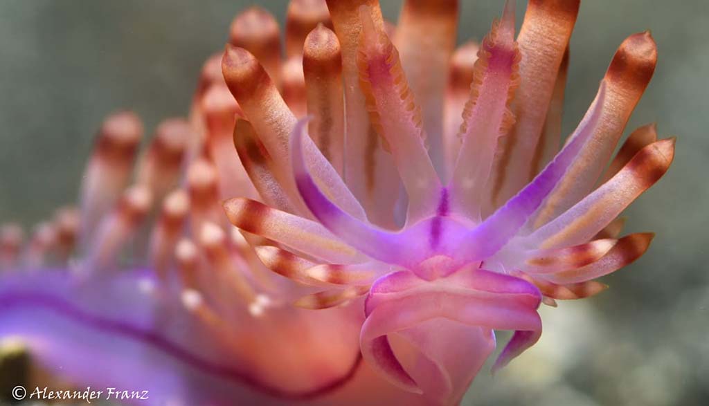 Lembeh muck diving special – save 20%