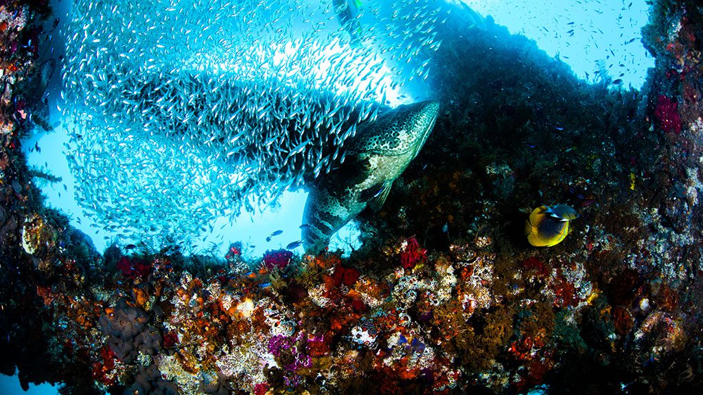 Dive ningaloo diving navy pier glass fish