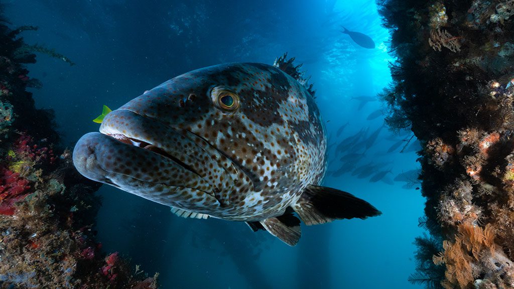 Dive ningaloo diving navy pier potato cod