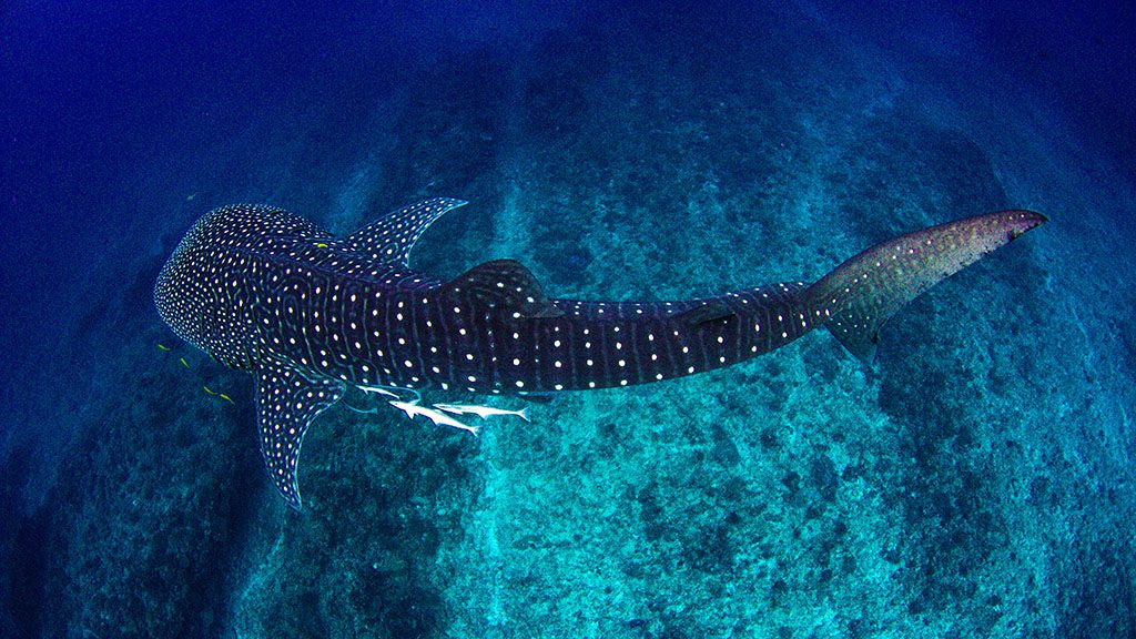 Dive ningaloo exmouth dive whale shark shutterstock 1238145682