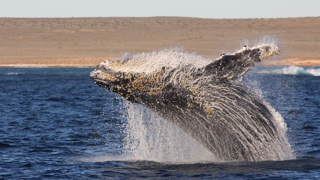 Dive ningaloo with sail ningaloo liveaboard humpback whale breaching credit david hince