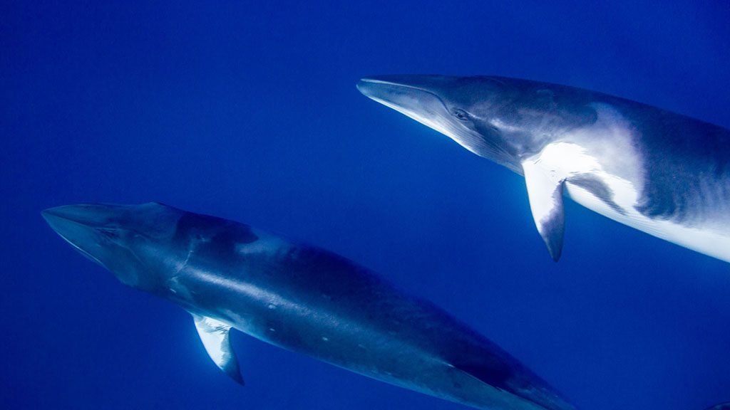 Minke whale trips with divers den