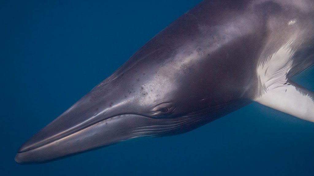 Minke whale trips with divers den