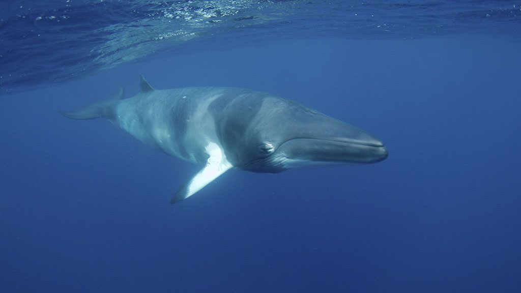Minke whale trips with divers den