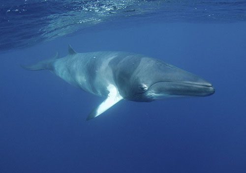 Divers den oceanquest great barrier reef liveaboard cairns minke whale sp500