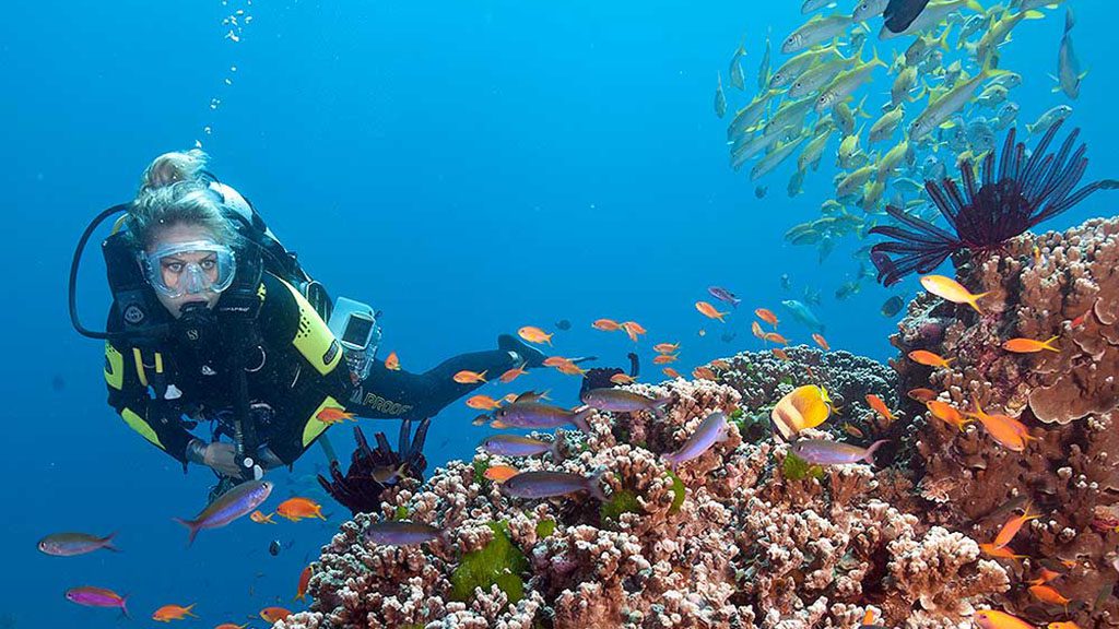 Dive the ribbon reefs with divers den
