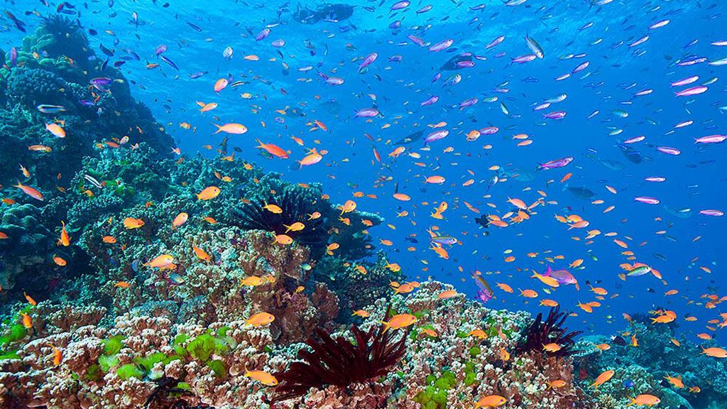 Dive the ribbon reefs with divers den