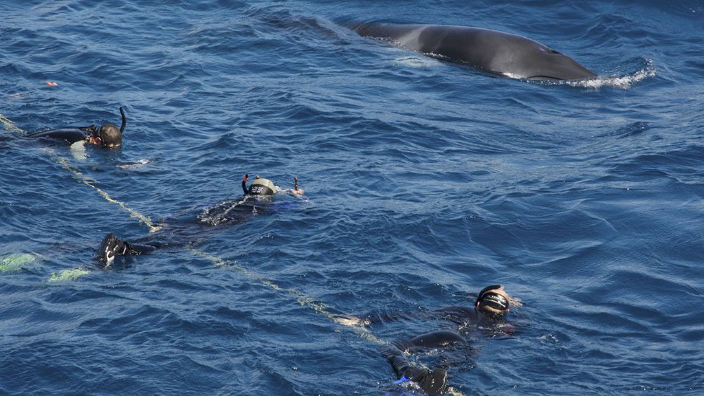 Minke whale trips with divers den
