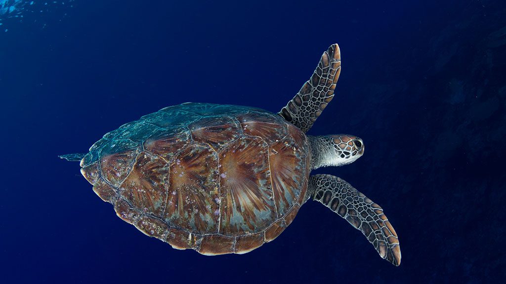 diving-christmas-island-sea-turtle-image-by-kirsty-faulkner-christmas-island-tourism-association.jpg