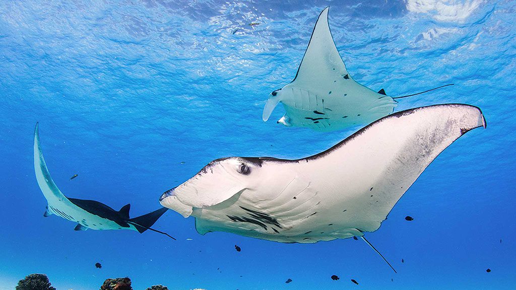 Dive cocos keeling island