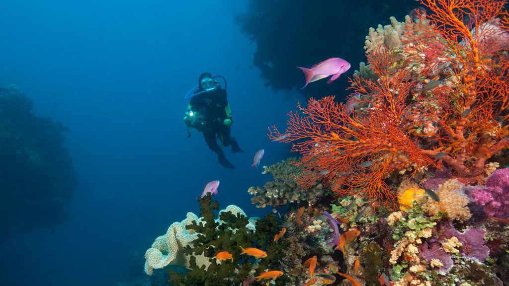Diving volivoli beach resort fiji bligh water coral scene with diver