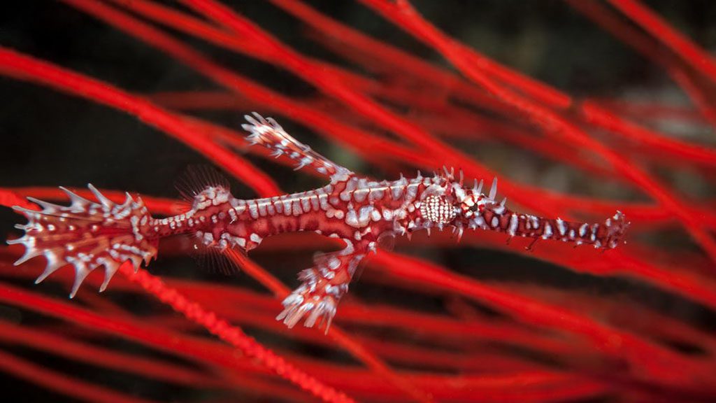 Diving volivoli beach resort fiji bligh water ornate ghost pipefish