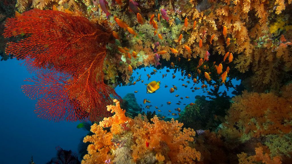 Diving volivoli beach resort fiji bligh water soft coral anthias 1024