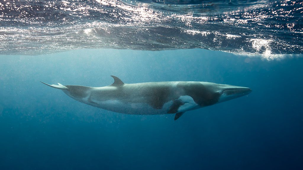 New! pro dive cairns minke whale trips