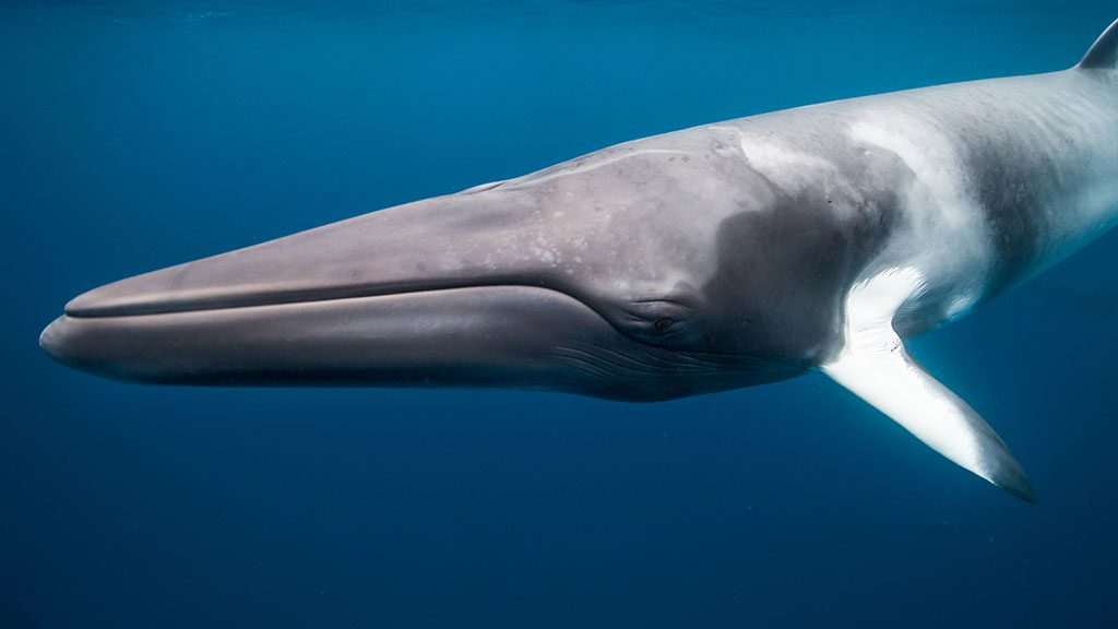 New! pro dive cairns minke whale trips