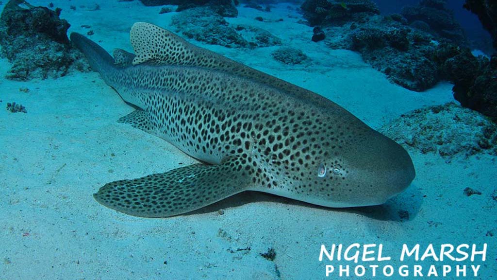 Lady elliot island with nigel marsh