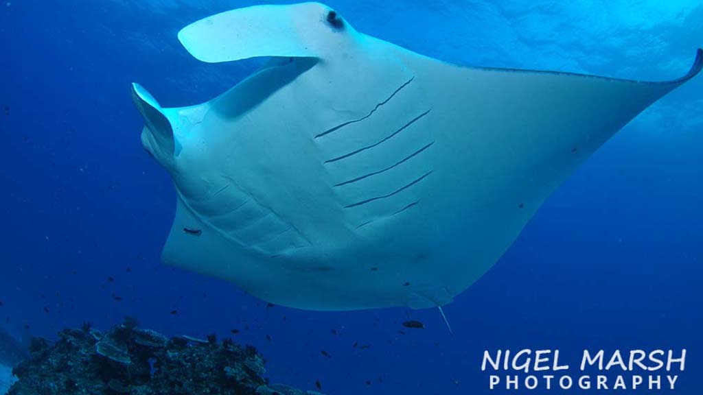 Lady elliot island with nigel marsh