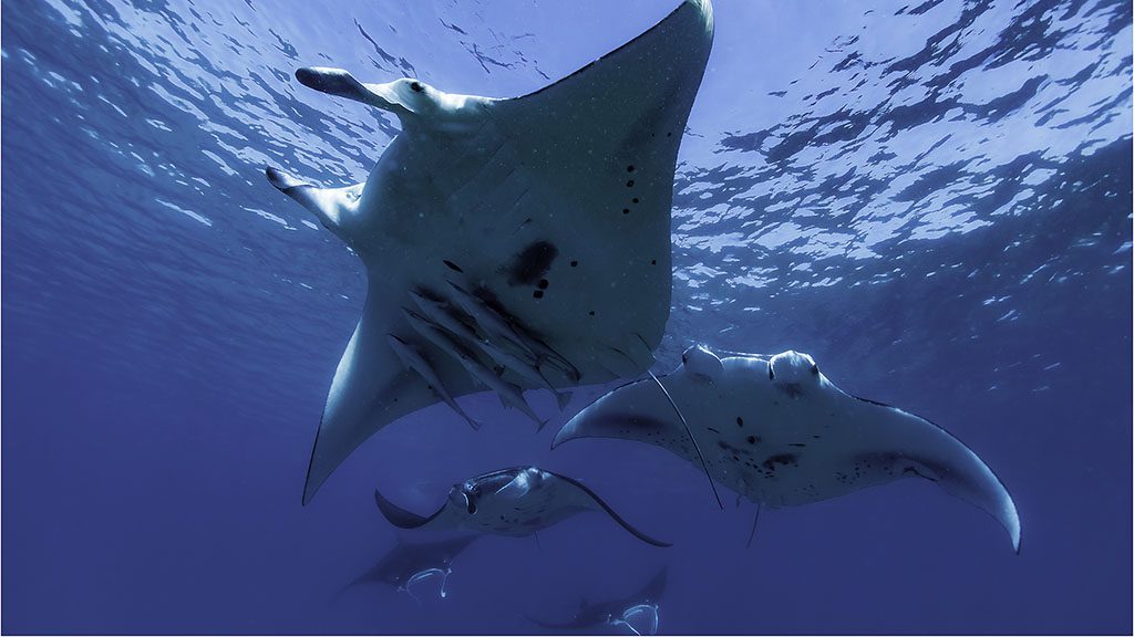 Lady musgrave & lady elliot island by liveaboard