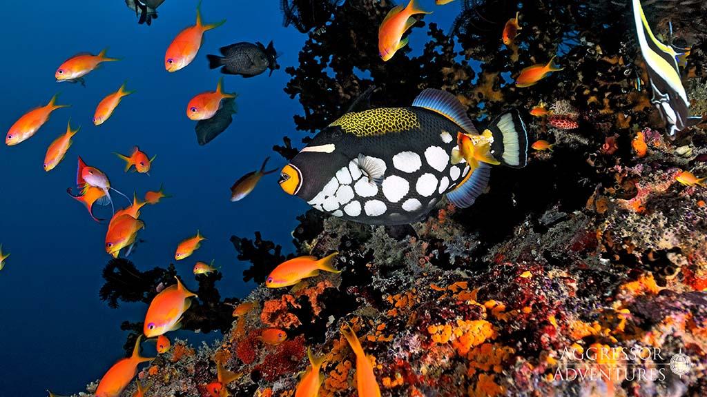 Maldives aggressor picasso trigger fish and orange anthias