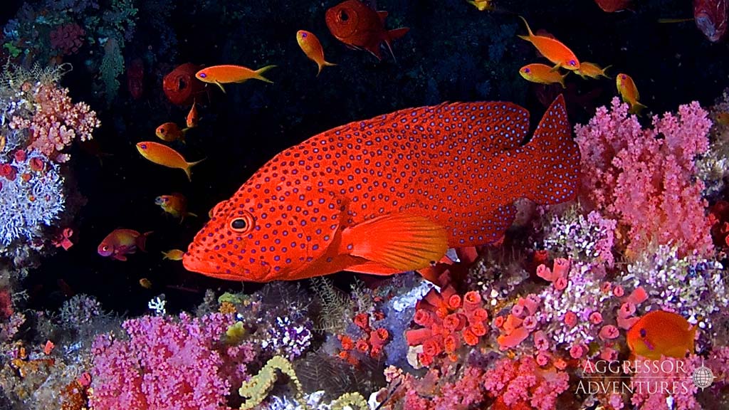 Maldives aggressor red coral trout and pink coral