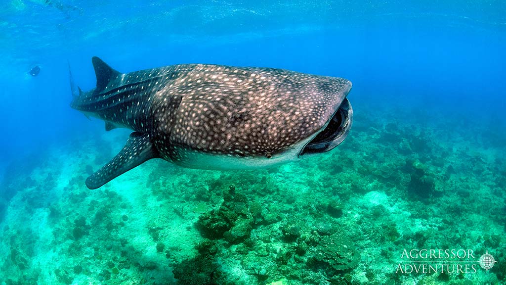 Maldives aggressor whale shark