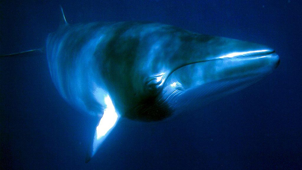 New! pro dive cairns minke whale trips
