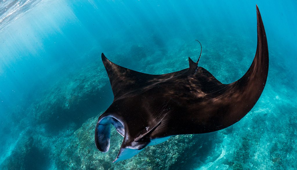 5 best places to dive with manta rays