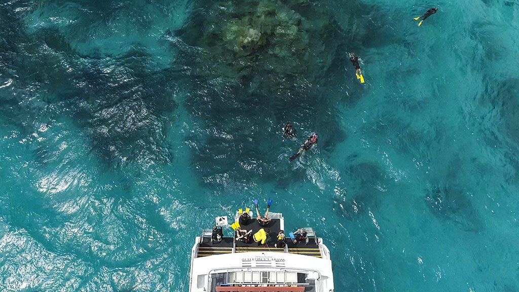 Reeftip drinks support coral nurture program wavelength divers credit christian miller