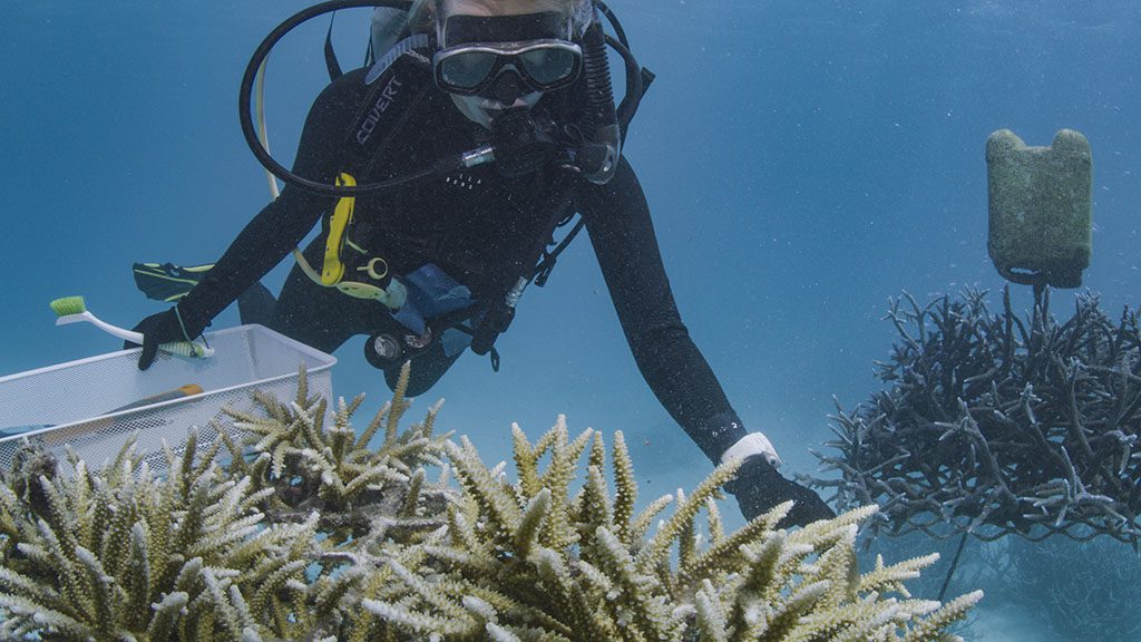 Reeftip drinks supprt coral nurture program diver collecting corals of opportunity credit christian miller