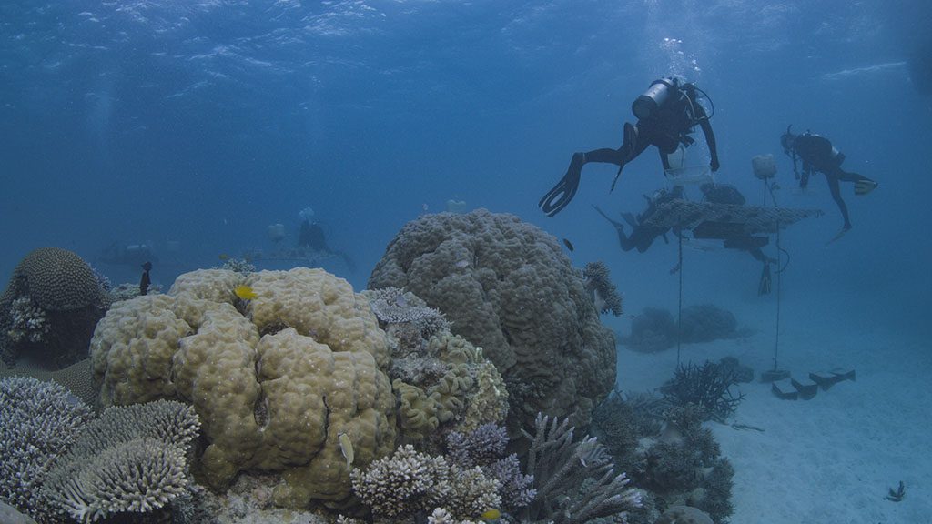 Reeftip drinks supprt coral nurture program divers at coral nursery credit christian miller