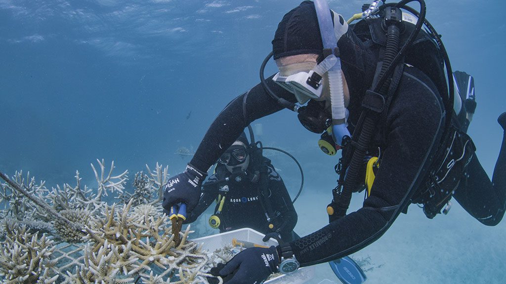 Reeftip drinks supprt coral nurture program divers outplanting from coral nurseries credit christian miller