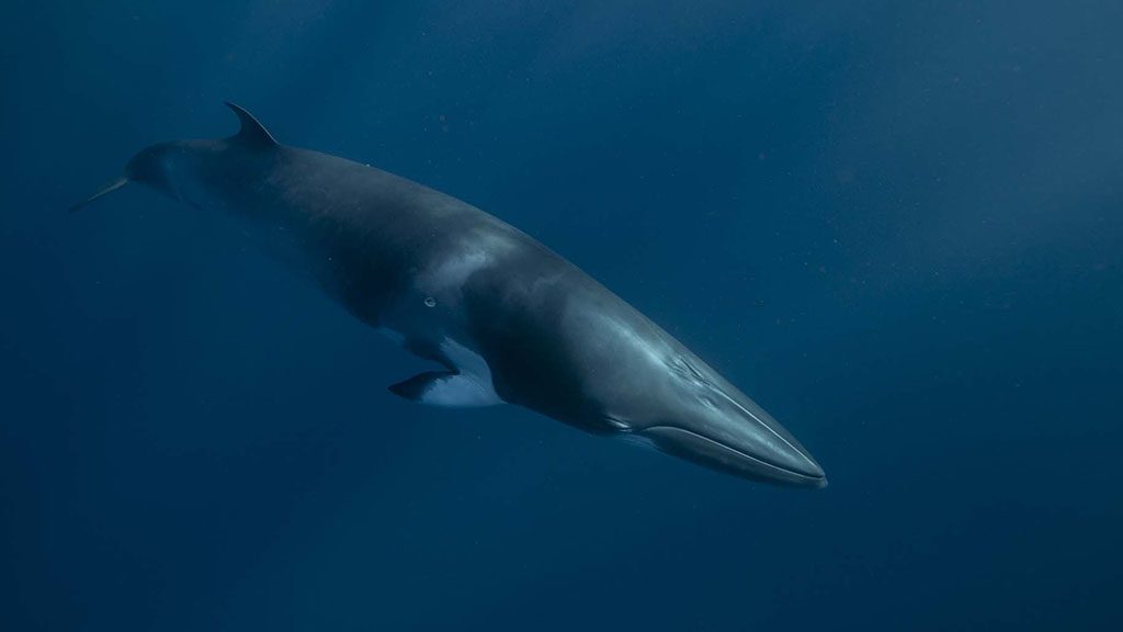 2022 minke whale trips with divers den