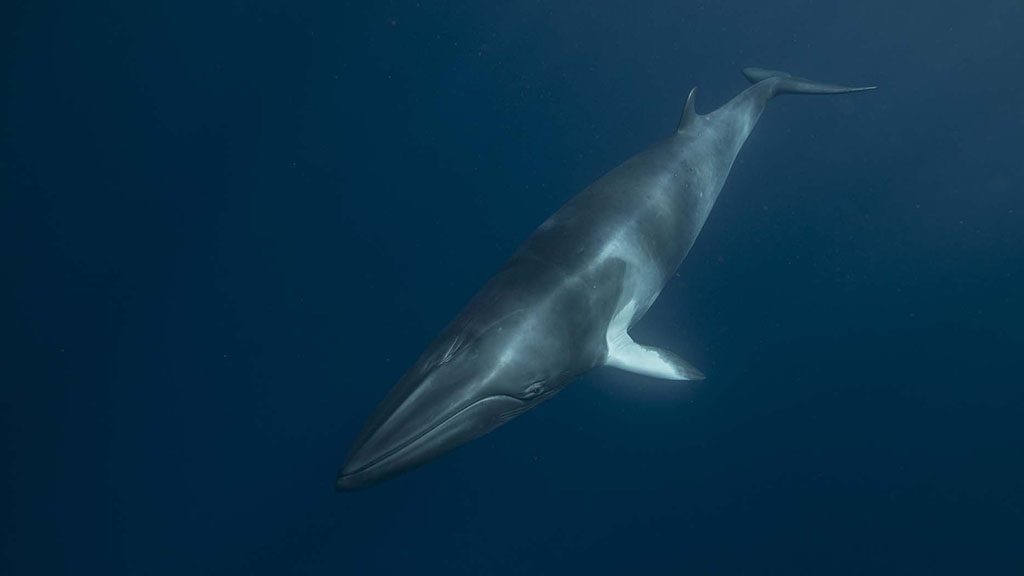 2022 minke whale trips with divers den