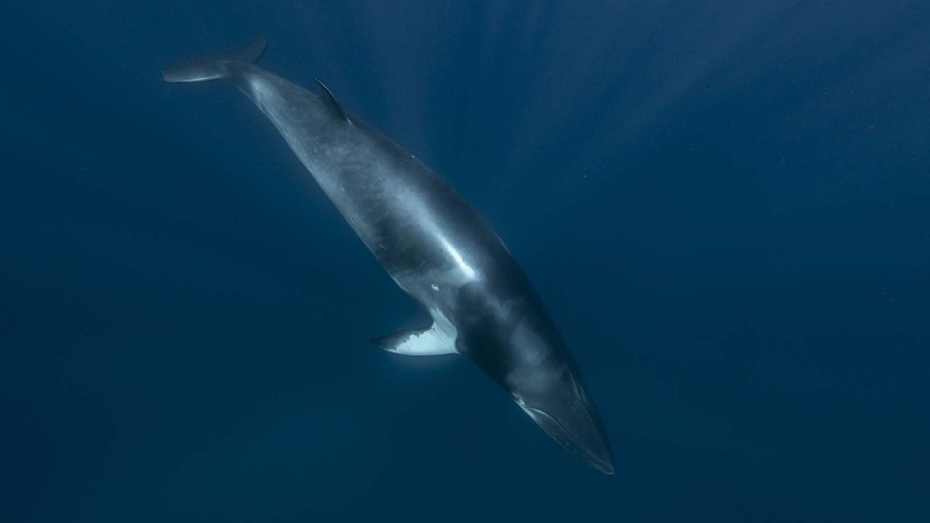 2022 minke whale trips with divers den