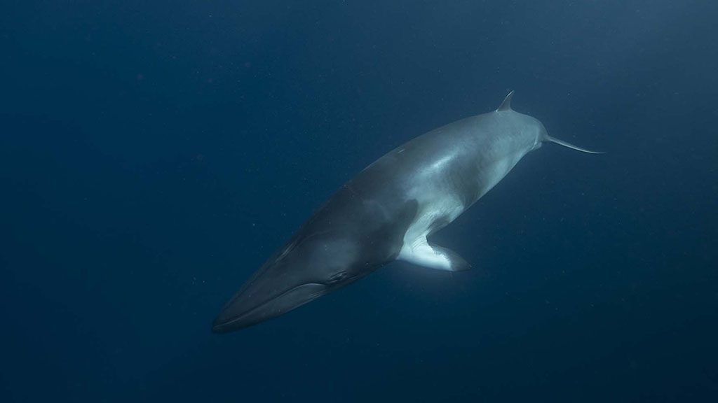 2022 minke whale trips with divers den